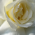Biały  - Róże rabatowe grandiflora - floribunda - Mount Shasta